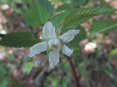 Rubus corchorifolius