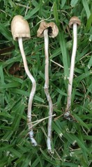 Galeropsidaceae