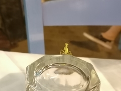 Hierodula transcaucasica