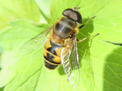 Eristalis kyokoae