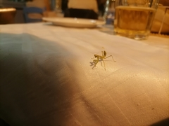 Hierodula transcaucasica