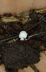 Coprinopsis friesii