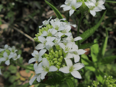 Cardamine leucantha