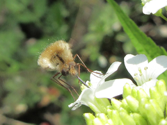 Bombylius major