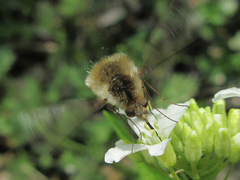 Bombylius major