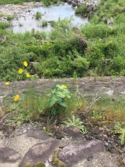 Cynanchum rostellatum