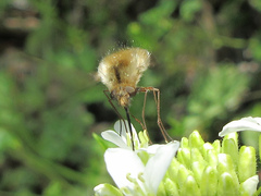 Bombylius major