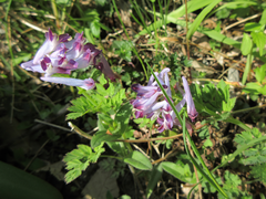 Corydalis incisa