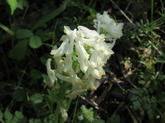 Corydalis