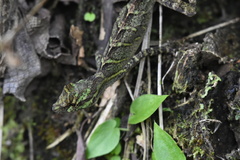 Anolis eulaemus
