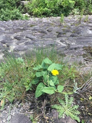 Cynanchum rostellatum