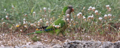 Myiopsitta monachus