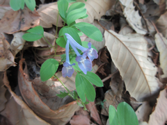 Corydalis ambigua