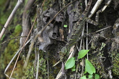 Anolis eulaemus