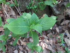 Hydrangea serrata