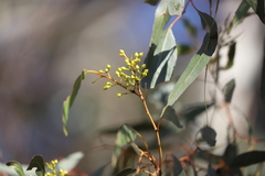 Eucalyptus leucoxylon stephaniae