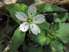 Pseudostellaria heterophylla