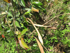 Trachelospermum asiaticum