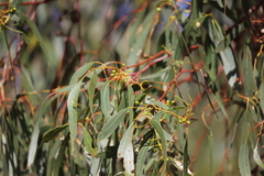 Eucalyptus leucoxylon stephaniae