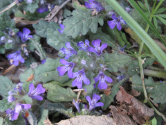 Ajuga decumbens