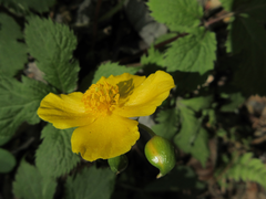 Coreanomecon hylomeconoides