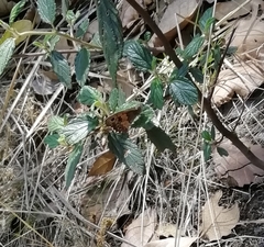 Paramacera xicaque xicaque