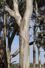 Eucalyptus leucoxylon stephaniae