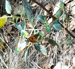 Paramacera xicaque xicaque