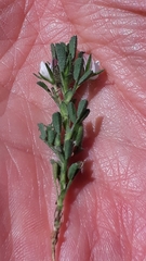 Ononis reclinata