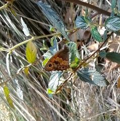 Paramacera xicaque xicaque