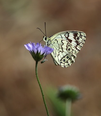Melanargia larissa