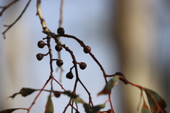 Eucalyptus leucoxylon stephaniae