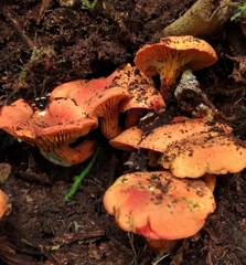 Phylloporus aurantiacus