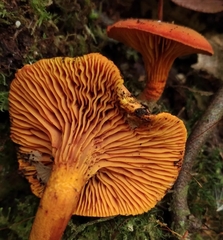 Phylloporus aurantiacus