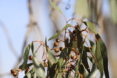 Eucalyptus leucoxylon stephaniae