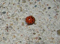 Harmonia axyridis