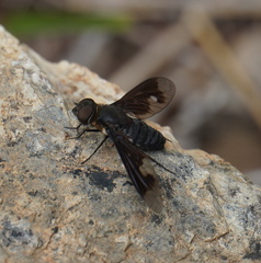 Litorhina