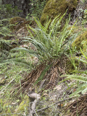 Polystichum imbricans