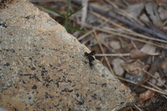 Litorhina