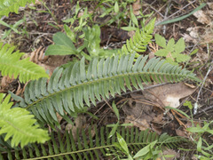 Polystichum imbricans