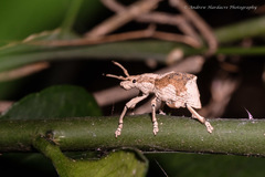 Episomus chinensis
