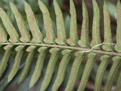 Polystichum imbricans