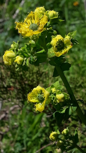 Ruta chalepensis