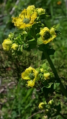 Ruta chalepensis