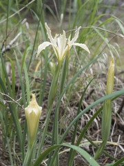Iris tenuissima