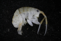 Orchestoidea tuberculata