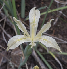 Iris tenuissima