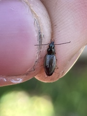 Agonum limbatum