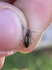 Agonum limbatum