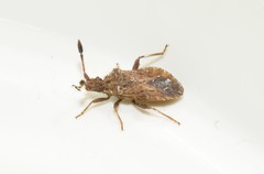 Strobilotoma typhaecornis